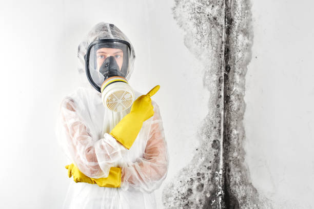 Best Attic Mold Removal  in Roseville, MI